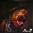 Photo #1: Sheriff's Moving