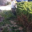 Photo #2: LEMUS LANDSCAPING