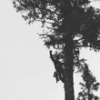 Photo #5: Furlong's Tree Service. 