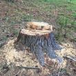 Photo #2: The Stump Wrecker 