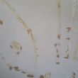 Photo #6: Drywall Finishing. Plaster Repair. Popcorn Ceiling