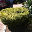 Photo #4: GREATER HEDGE TRIMMING 