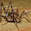 Photo #1: KB's Pest &Termite Control  