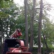 Photo #3: TREE (removal) & FALL CLEAN UP / LOWEST RATES
