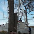 Photo #5: TREE (removal) & FALL CLEAN UP / LOWEST RATES