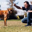 Photo #2: Dog Guard® Out-of-Sight Fencing 