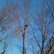 Photo #1: *** PROFESSIONAL TREE TRIMMING AND REMOVAL / EST. WITHIN 24 HOURS.....