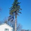 Photo #2: *** PROFESSIONAL TREE TRIMMING AND REMOVAL / EST. WITHIN 24 HOURS.....