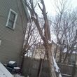 Photo #3: *** PROFESSIONAL TREE TRIMMING AND REMOVAL / EST. WITHIN 24 HOURS.....