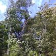 Photo #2: COONEY'S TREE SURGEONS