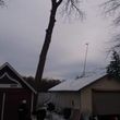 Photo #5: COONEY'S TREE SURGEONS