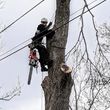 Photo #7: COONEY'S TREE SURGEONS