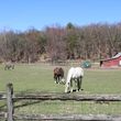 Photo #7: Private farm, trail riding, 3 stalls available $375/mo