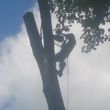 Photo #8: Climbing difficult and hazardous trees