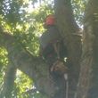 Photo #10: Climbing difficult and hazardous trees