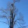 Photo #1: Offering tree trimming, pruning and removal