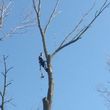 Photo #2: Offering tree trimming, pruning and removal