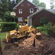 Photo #5: Deans Stump Removal.