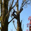 Photo #1: Altar Tree Service