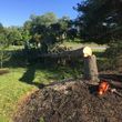 Photo #7: Wind Damage & Tree Removal