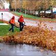 Photo #3: Fall cleanup