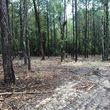 Photo #6: Land clearing and forestry mulching/ bushogging