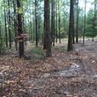 Photo #7: Land clearing and forestry mulching/ bushogging