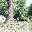 Photo #4: SAMAYOA TREE SERVICE