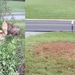 Photo #1: Fast Stump Removal