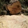 Photo #2: Williams Tree and Stump