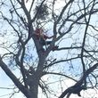 Photo #1: Tree Climber Service