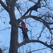 Photo #4: Tree Climber Service