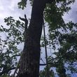 Photo #6: Tree Climber Service