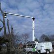 Photo #11: Jmm tree service