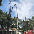Photo #15: Jmm tree service