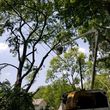 Photo #5: Affordable Tree Work Done Right!