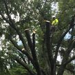 Photo #3: G. Rivera's tree service