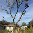 Photo #7: G. Rivera's tree service