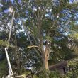 Photo #8: G. Rivera's tree service