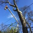 Photo #13: G. Rivera's tree service