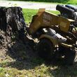 Photo #3: Stump grinding and removal (Free Estimate )