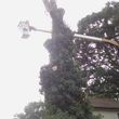 Photo #4: Cutting Edge Tree Service
