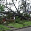 Photo #6: Cutting Edge Tree Service