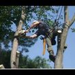 Photo #1: All in One Tree Service