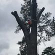 Photo #3: All in One Tree Service
