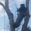 Photo #2: Shake 'Em Up Tree Service
