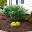 Photo #10: Lawn & Landscaping Services 