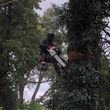 Photo #2: Tree Trimming and Removal