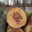 Photo #3: Eylander Tree & Stump Removal/ Logging