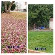 Photo #10: Landscaping/Labor/Yard Cleanup